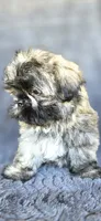 Alexa, a female Shih Tzu for sale in Camilla, GA – 4 of 8