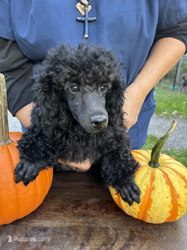 Milo – Poodle - Miniature  puppy for sale in Gettysburg, PA