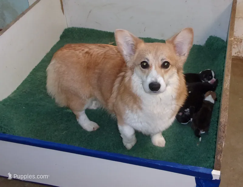 Sparkle – Pembroke Welsh Corgi puppy for sale in Gettysburg, PA
