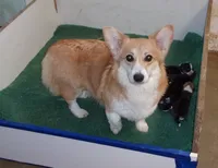 Sparkle, a female Pembroke Welsh Corgi for sale in Gettysburg, PA – 1 of 2