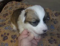 Penny, a female Pembroke Welsh Corgi for sale in Gettysburg, PA – Photo 2 of 2