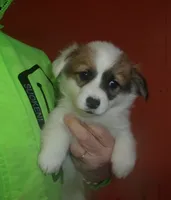 Penny, a female Pembroke Welsh Corgi for sale in Gettysburg, PA – Photo 1 of 2