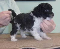 Tricksy, a female Poodle - Miniature  for sale in Gettysburg, PA – Photo 2 of 7