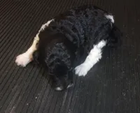 Tricksy, a female Poodle - Miniature  for sale in Gettysburg, PA – Photo 4 of 7