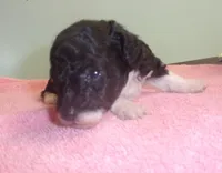 Tricksy, a female Poodle - Miniature  for sale in Gettysburg, PA – Photo 3 of 7