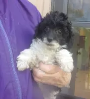 Tricksy, a female Poodle - Miniature  for sale in Gettysburg, PA – Photo 1 of 7