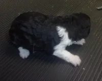 Tricksy, a female Poodle - Miniature  for sale in Gettysburg, PA – Photo 6 of 7