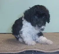 Tricksy, a female Poodle - Miniature  for sale in Gettysburg, PA – Photo 7 of 7