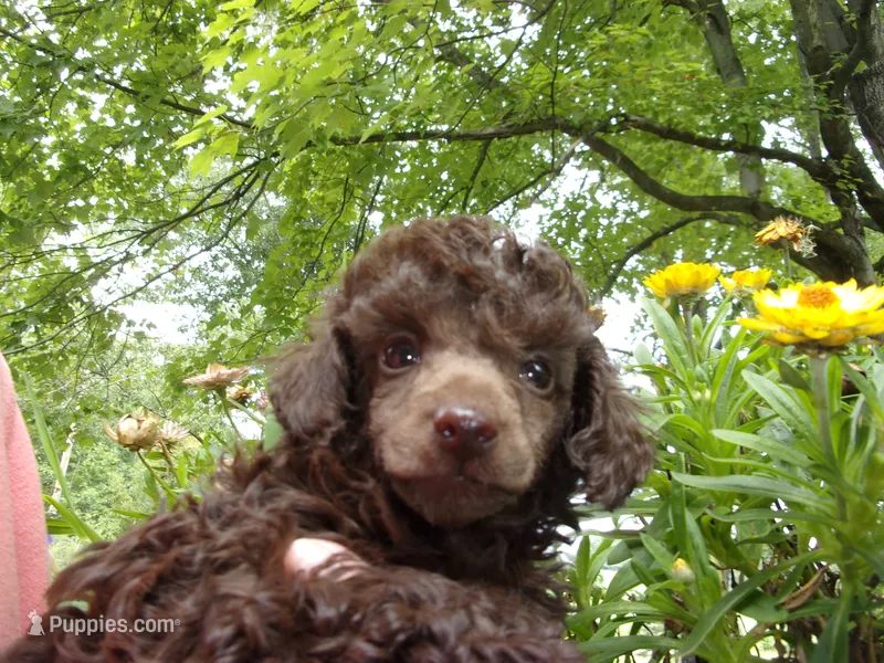 Choco – Poodle - Toy  puppy for sale in Gettysburg, PA