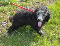 Monte, a male Poodle - Miniature  for sale in Gettysburg, PA – Photo 2 of 8