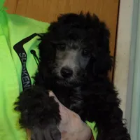 Monte, a male Poodle - Miniature  for sale in Gettysburg, PA – Photo 4 of 8