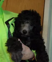 Monte, a male Poodle - Miniature  for sale in Gettysburg, PA – Photo 1 of 5