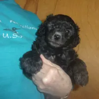 Monte, a male Poodle - Miniature  for sale in Gettysburg, PA – Photo 6 of 8