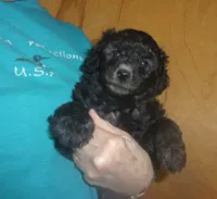 Monte, a male Poodle - Miniature  for sale in Gettysburg, PA – Photo 3 of 5