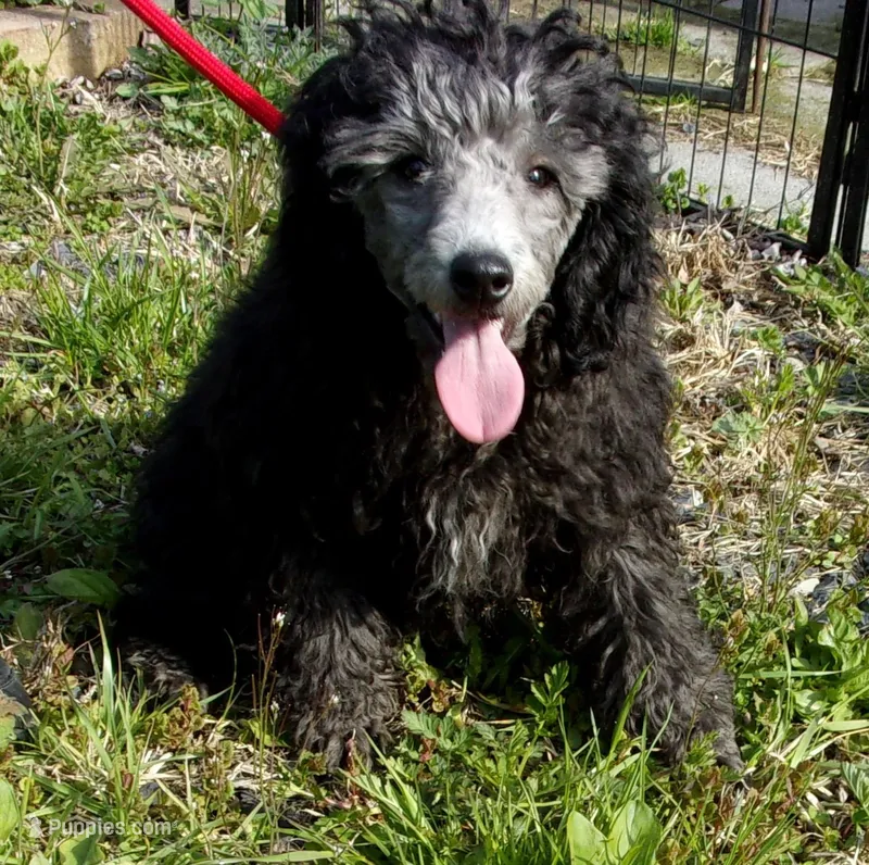 Monte – Poodle - Miniature  puppy for sale in Gettysburg, PA