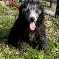 Monte, a male Poodle - Miniature  for sale in Gettysburg, PA – Photo 1 of 8