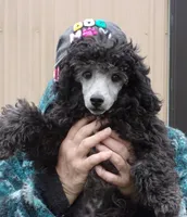 Monte, a male Poodle - Miniature  for sale in Gettysburg, PA – Photo 3 of 8