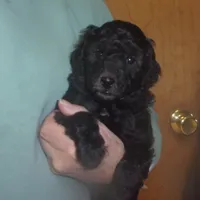 Monte, a male Poodle - Miniature  for sale in Gettysburg, PA – Photo 7 of 8