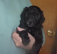 Monte, a male Poodle - Miniature  for sale in Gettysburg, PA – Photo 4 of 5