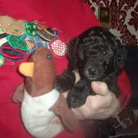 Monte, a male Poodle - Miniature  for sale in Gettysburg, PA – Photo 8 of 8