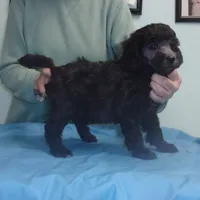 Monte, a male Poodle - Miniature  for sale in Gettysburg, PA – Photo 5 of 8