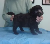 Monte, a male Poodle - Miniature  for sale in Gettysburg, PA – Photo 2 of 5