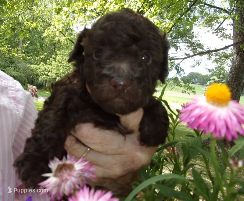 Choco – Poodle - Toy  puppy for sale in Gettysburg, PA