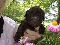 Choco, a female Poodle - Toy  for sale in Gettysburg, PA – 2 of 2