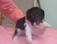 Trudy, a female Poodle - Miniature  for sale in Gettysburg, PA – Photo 3 of 6