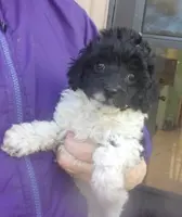 Trudy, a female Poodle - Miniature  for sale in Gettysburg, PA – Photo 1 of 6