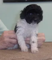 Trudy, a female Poodle - Miniature  for sale in Gettysburg, PA – Photo 2 of 6