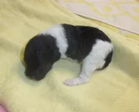 Trudy, a female Poodle - Miniature  for sale in Gettysburg, PA – Photo 5 of 6