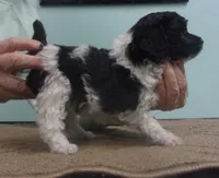 Trudy, a female Poodle - Miniature  for sale in Gettysburg, PA – Photo 6 of 6