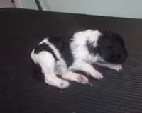 Trudy, a female Poodle - Miniature  for sale in Gettysburg, PA – Photo 4 of 6