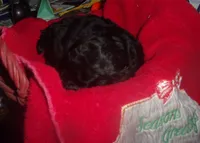 Magic, a male Poodle - Miniature  for sale in Gettysburg, PA – Photo 2 of 2