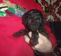 Magic, a male Poodle - Miniature  for sale in Gettysburg, PA – Photo 1 of 2