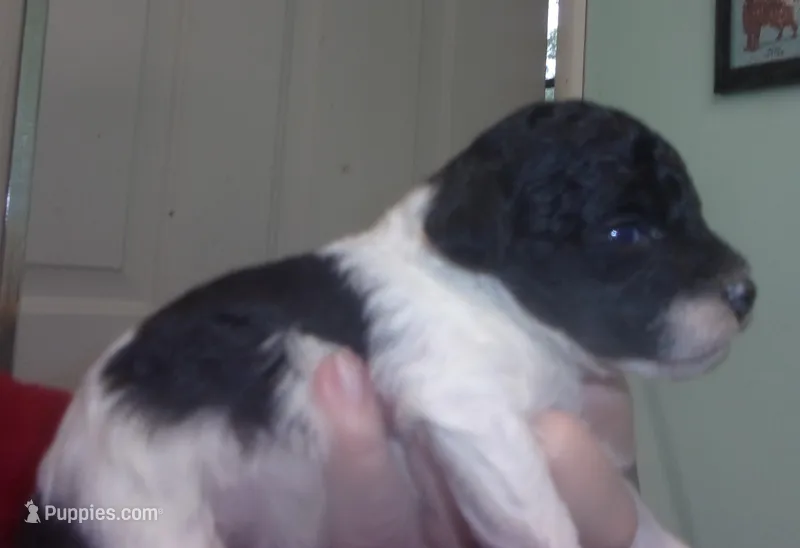 Trucker, a male Poodle - Miniature  for sale in Gettysburg, PA – Photo 1 of 2