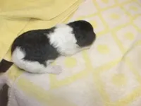 Trucker, a male Poodle - Miniature  for sale in Gettysburg, PA – Photo 2 of 2