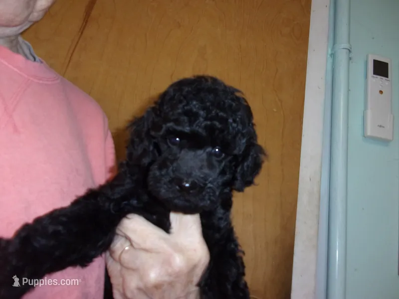Milo – Poodle - Miniature  puppy for sale in Gettysburg, PA