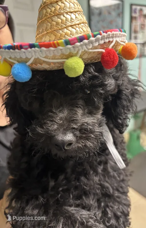 Milo – Poodle - Miniature  puppy for sale in Gettysburg, PA