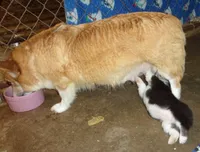 Sparkle, a female Pembroke Welsh Corgi for sale in Gettysburg, PA – 2 of 2