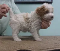 Travis, a male Poodle - Miniature  for sale in Gettysburg, PA – Photo 2 of 6