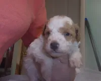 Travis, a male Poodle - Miniature  for sale in Gettysburg, PA – Photo 3 of 6