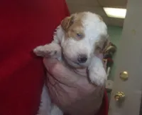 Travis, a male Poodle - Miniature  for sale in Gettysburg, PA – Photo 4 of 6