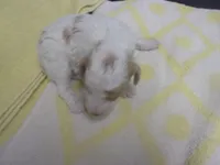 Travis, a male Poodle - Miniature  for sale in Gettysburg, PA – Photo 5 of 6