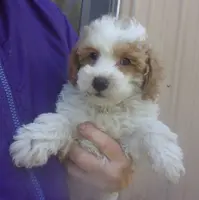 Travis, a male Poodle - Miniature  for sale in Gettysburg, PA – Photo 1 of 6