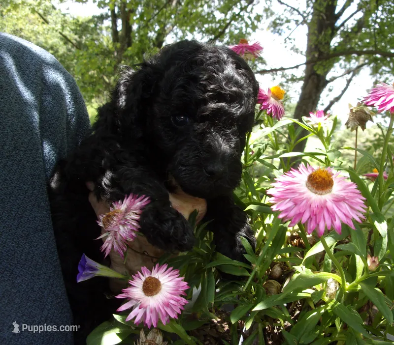 Milo – Poodle - Miniature  puppy for sale in Gettysburg, PA