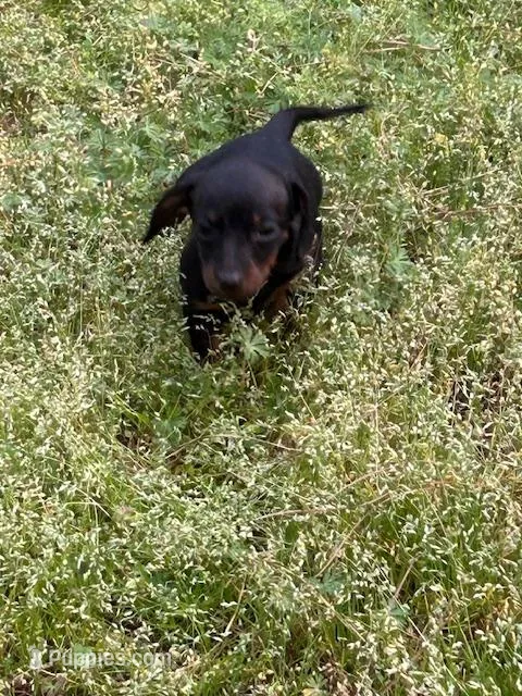 Winnie – Miniature Dachshund puppy for sale in Hiram, GA