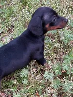 Winnie, a female Miniature Dachshund for sale in Hiram, GA – Photo 2 of 9