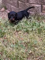 Winnie, a female Miniature Dachshund for sale in Hiram, GA – Photo 6 of 9